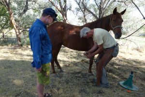 Dan shoeing horses